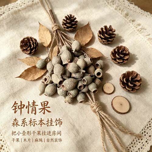 【钟情果】迷你小果子发夹小果冰箱贴植物果壳微景观环创植物壳