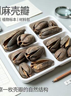 剑麻壳天然植物混合森系DIY手工制作材料干花包迷你装饰真品