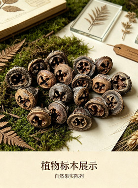 银桉果尤加利新果手作干花diy果壳干天然植物标本创意相框DIY材料