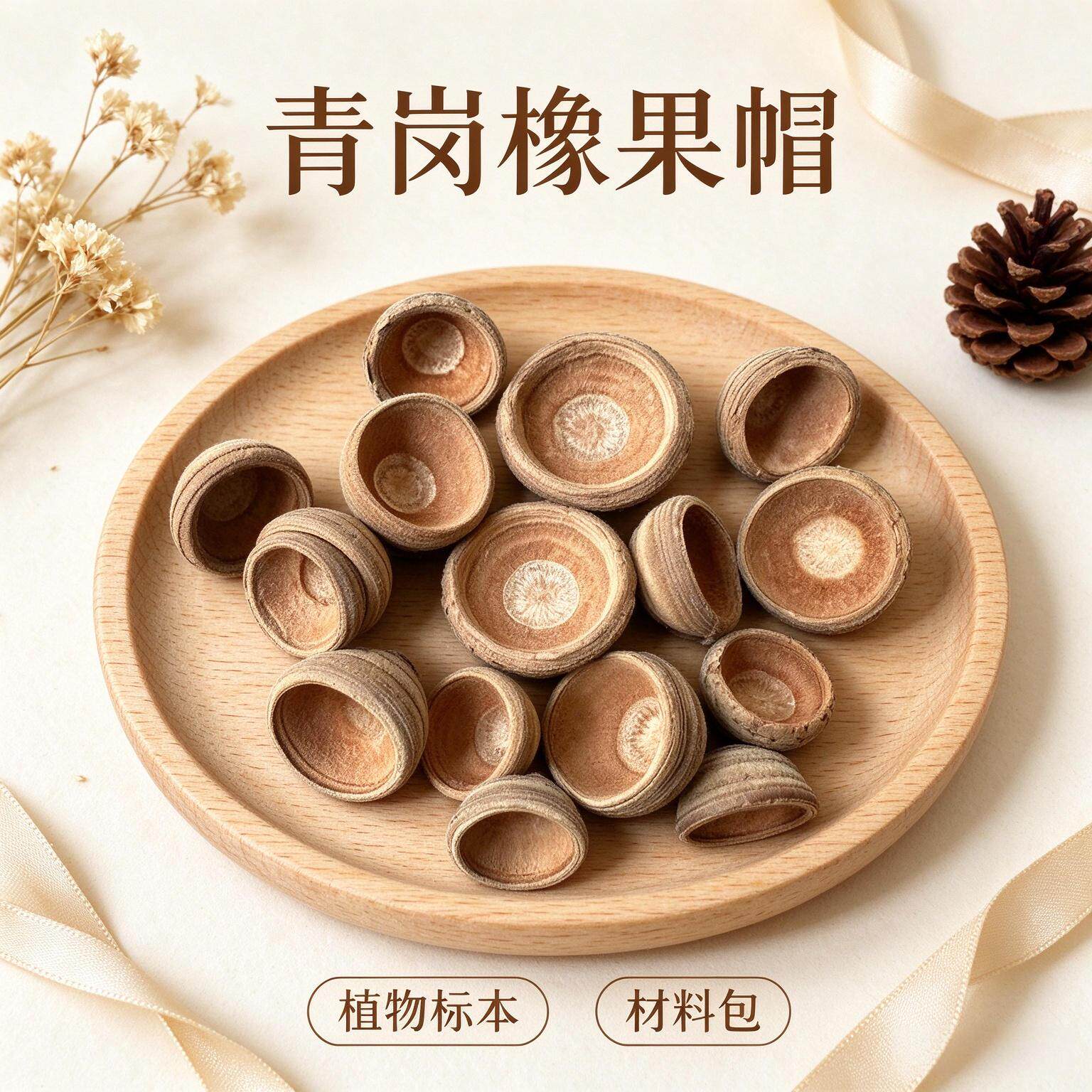 青冈橡果帽红槲栎毛果天然果实标本diy材料自然植物北美红栎帽