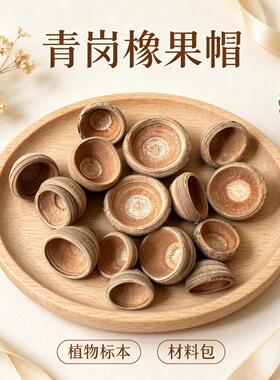 青冈橡果帽红槲栎毛果天然果实标本diy材料自然植物北美红栎帽