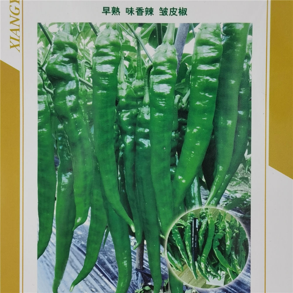 湘研牌软皮早香辣椒种子 早熟皱皮椒 味香辣 耐低温约1000粒