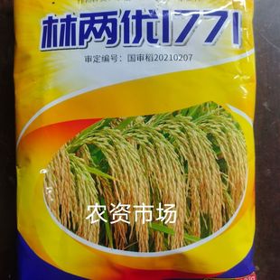 株两优1771杂交水稻种子国审 一季中稻耐热生育期133天产量高500g