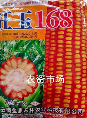 【热卖】云南 旺玉168杂交玉米种子 高产抗病抗倒伏矮杆棒子大