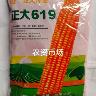 正大619玉米种子白轴黄粒抗旱抗病抗倒伏棒子大杂交玉米原装正品