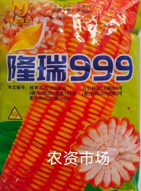 广西 隆瑞999 隆瑞999玉米种子 1公斤 矮杆高产抗病棒子大白轴