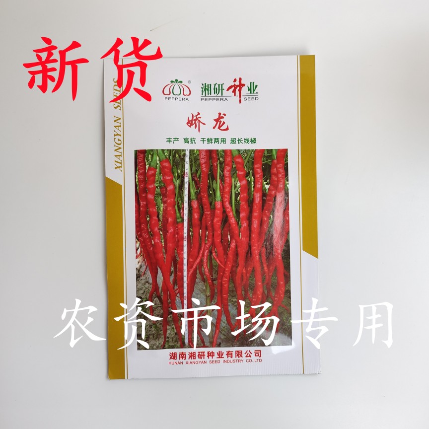 隆平高科 湘研牌  娇龙辣椒种子 丰产 高抗 超长线椒 干鲜两用
