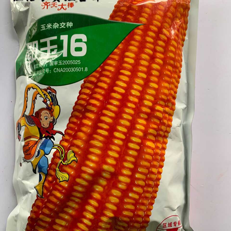 鄂玉16玉米种子 株高259-271厘米 穗轴红色 籽粒黄色 半马齿型