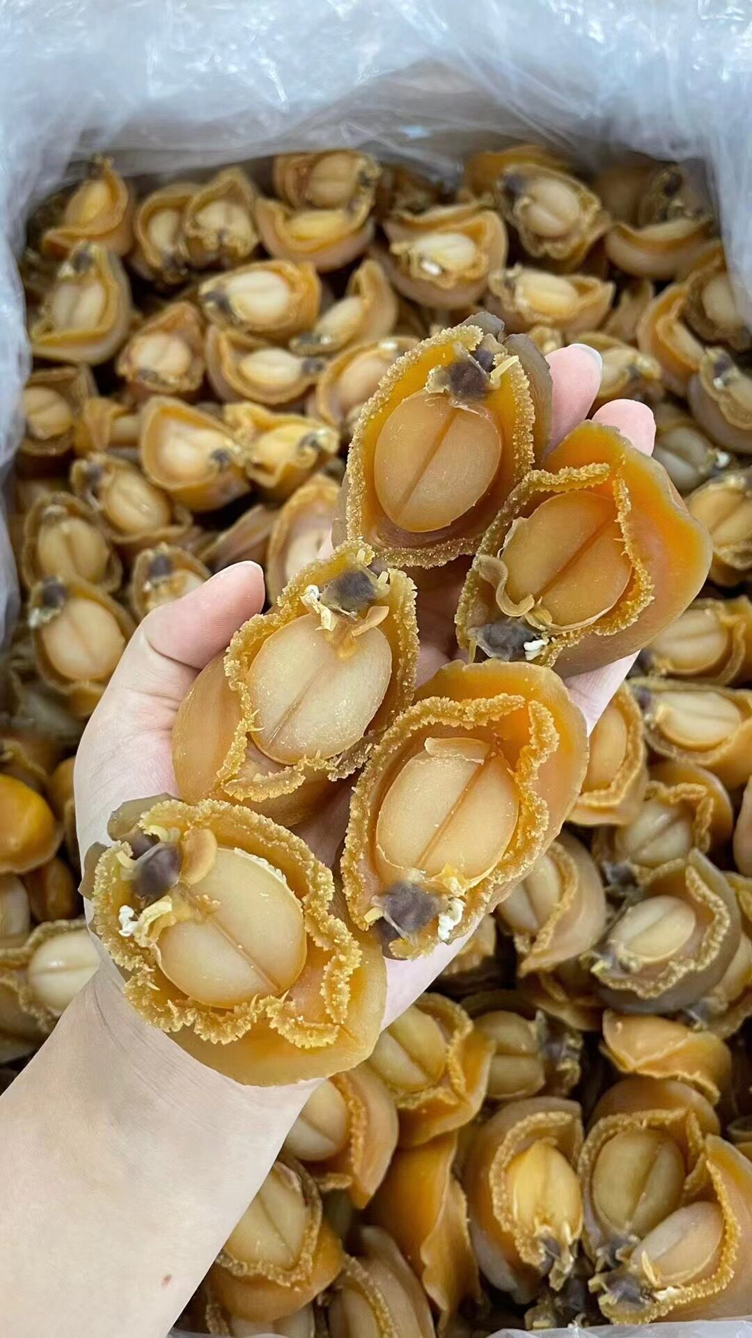吉品鲍鱼18-19头干货干鲍鱼礼盒