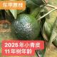11年 2025年东甲原枝 香港老 冒油 老树 小青皮
