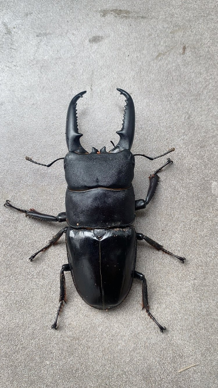 锹形虫中华扁锹甲虫7-7.2厘米成虫气温高于30度请加拍冰袋包活