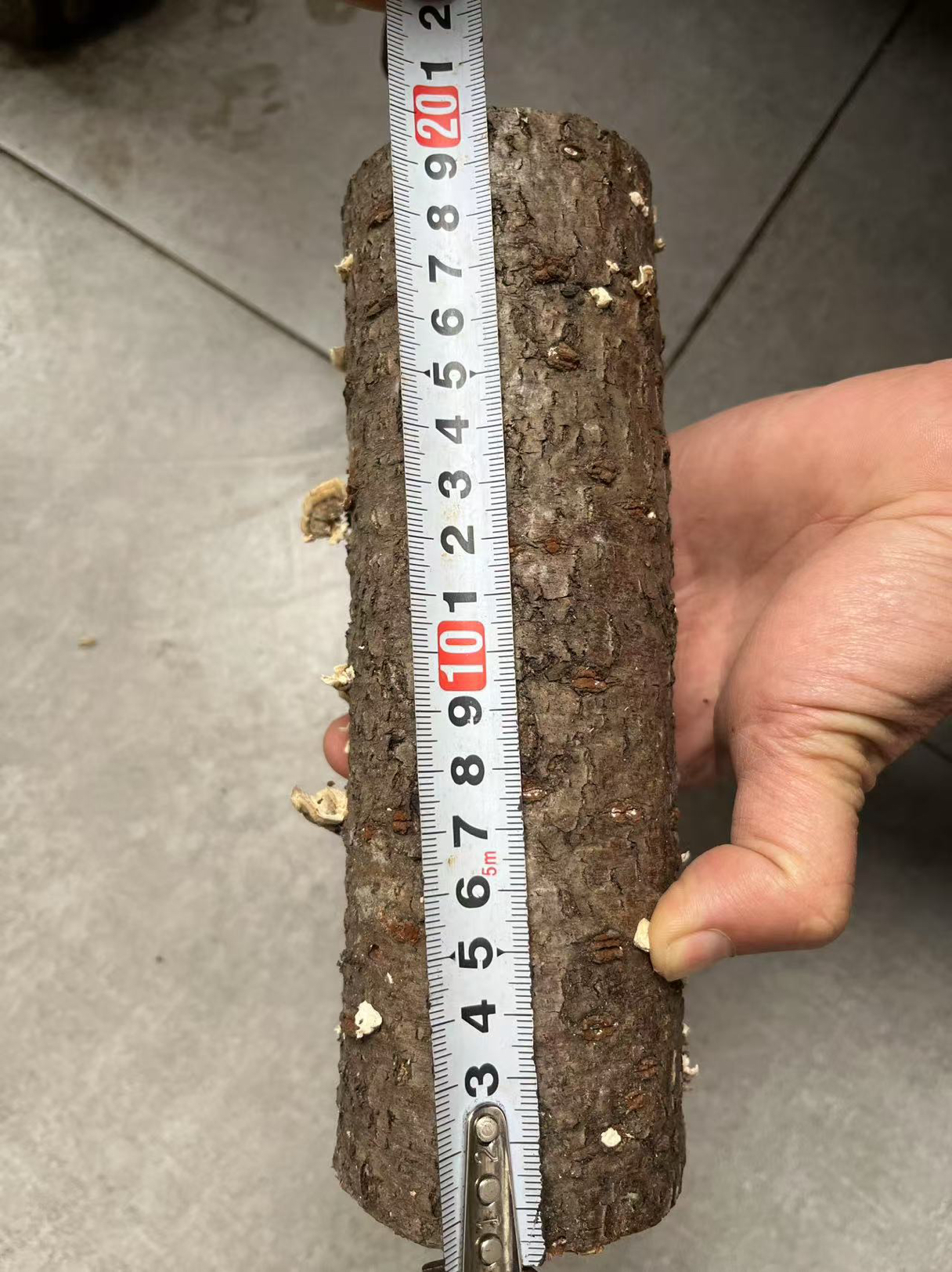 锹甲云芝产木，自然发酵，爆产神木。适用苏门，苏拉，美它中扁等