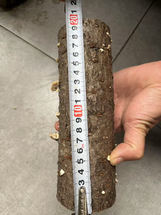 锹甲云芝产木，自然发酵，爆产神木。适用苏门，苏拉，美它中扁等