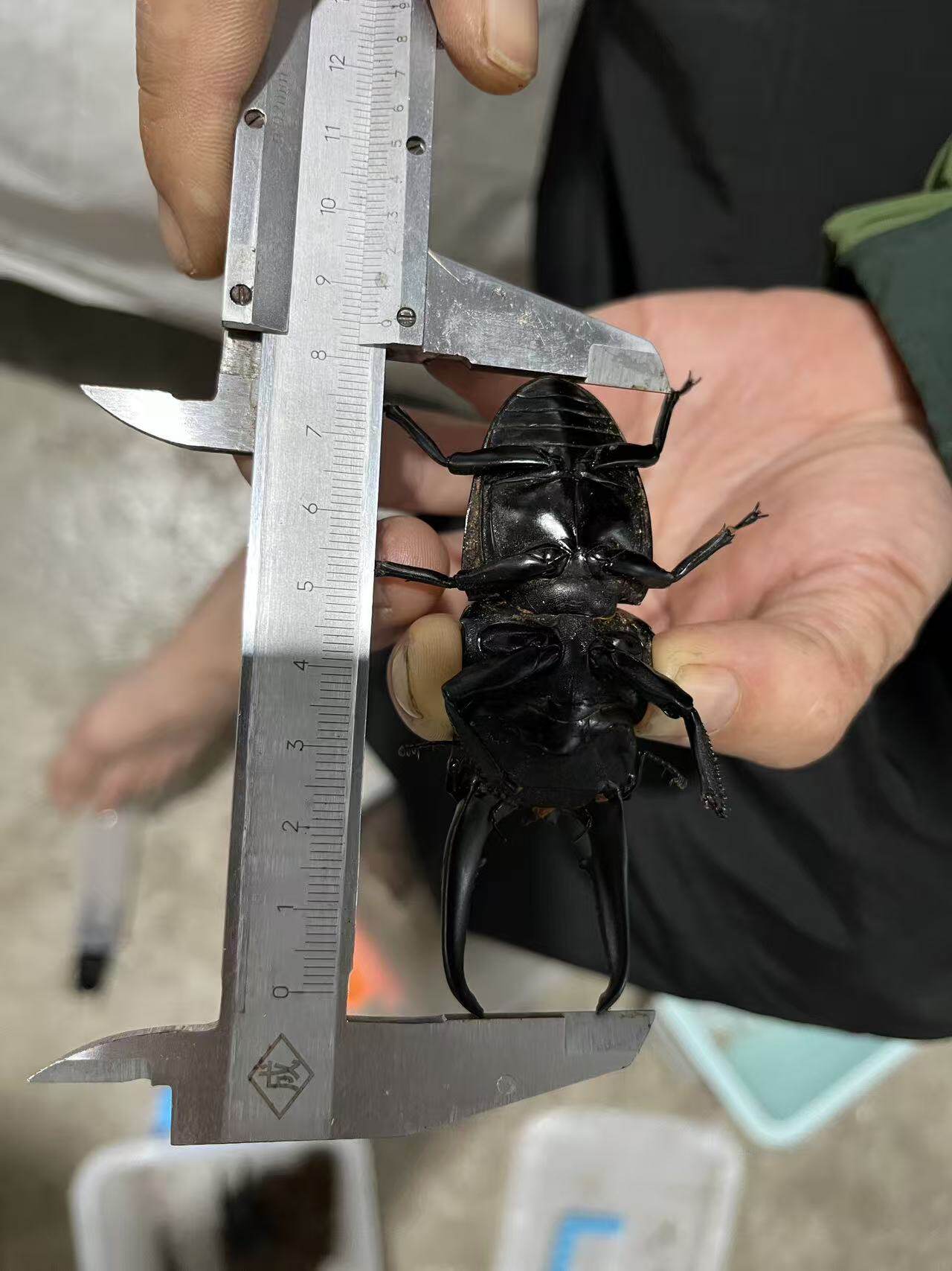 中华大扁锹，甲虫，8.45厘米，超级大个体，老虫，瑕疵品