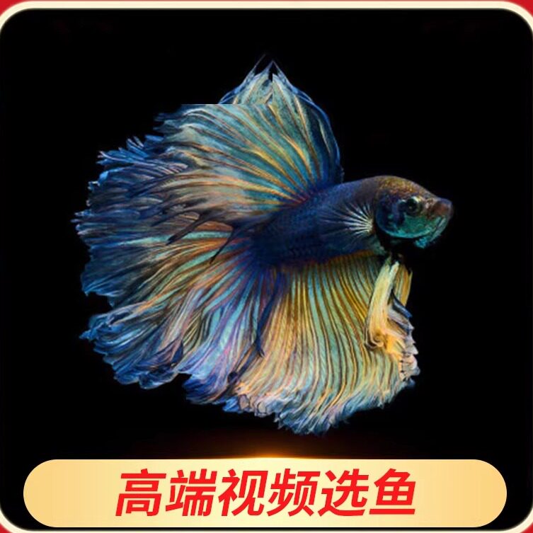 泰国半月斗鱼视频选鱼精品展示级赛级大耳半月进口观赏热带鱼活体