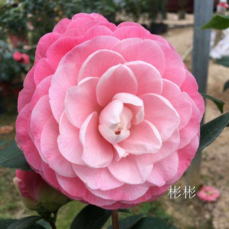 牛西奥雕石龙岩永福正品美人艳茶花粉色进口好养茶花品种