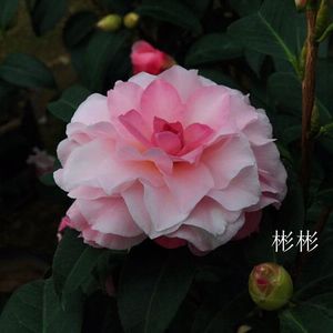 彩色纽扣 彩虹勋章永福镇进口名贵茶花苗带花苞阳台庭院高档花卉