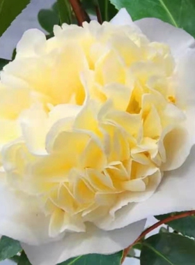 黄绣球 龙岩永福稀有名贵品种茶花苗黄色花阳台窗台庭院绿植花卉