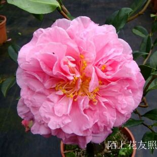 九转螺丝 九拐十八弯 自然弯曲塑形进口名贵高档品种茶花盆景良材