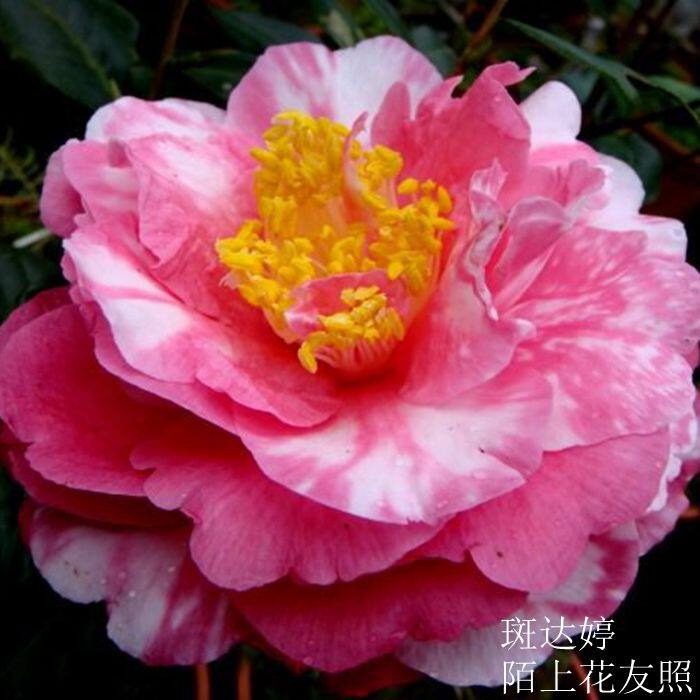 达婷 玛丽布丁 龙岩茶花苗大到巨型进口名贵品种常绿花卉绿植苗木