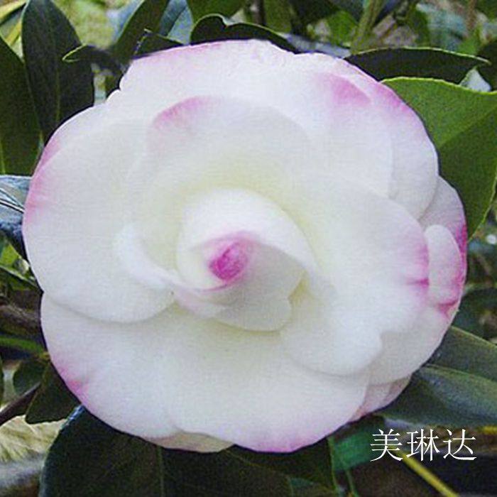 美琳达康寿桃龙岩品种茶花苗阳台窗台庭院花园名贵花卉精品绿植