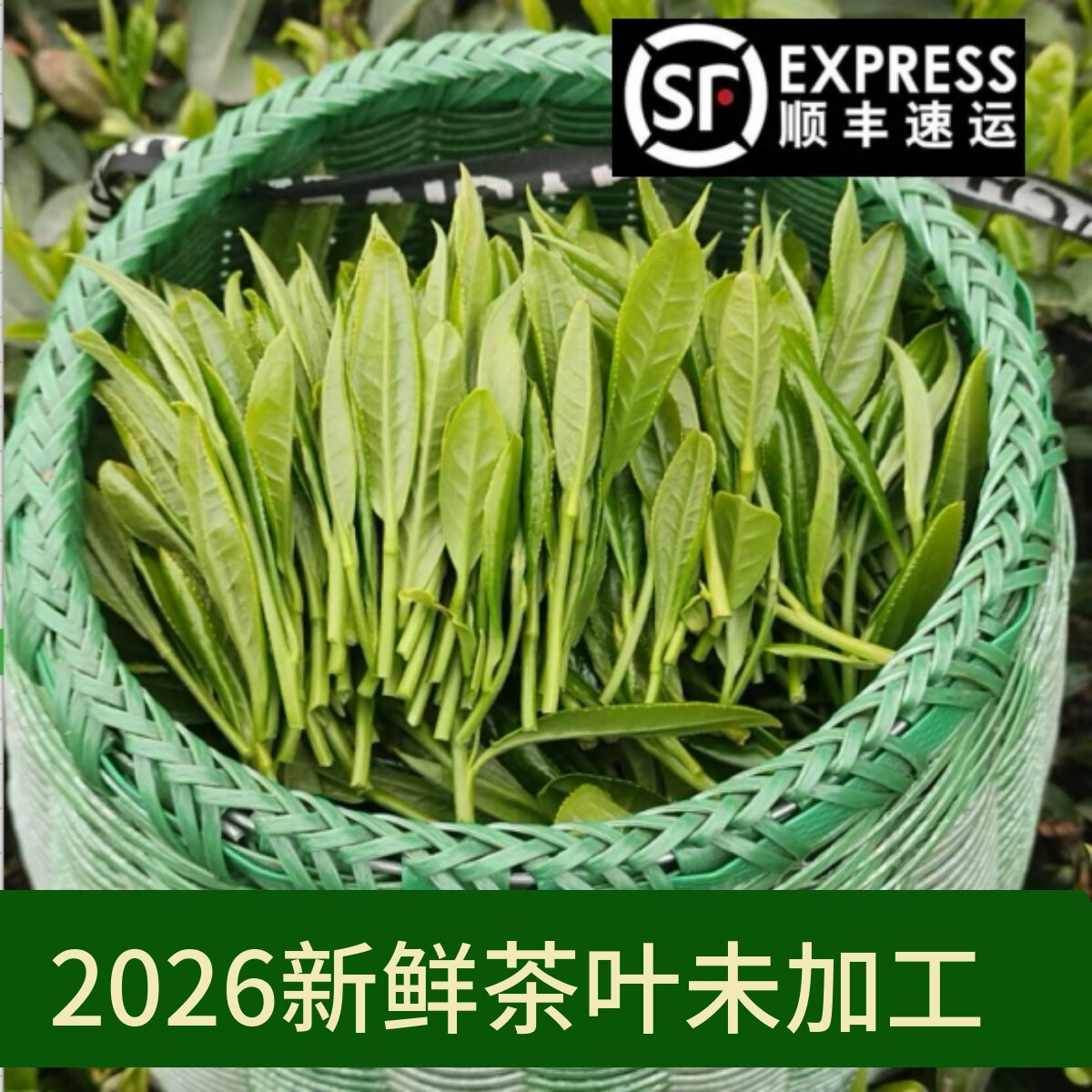 2026新鲜生茶叶未加工绿茶顺丰包邮红高山茶茶叶现摘现发四川