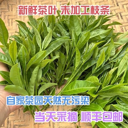 新鲜生茶叶绿茶未加工茶树枝条擂茶专用现摘现发顺丰包邮空运