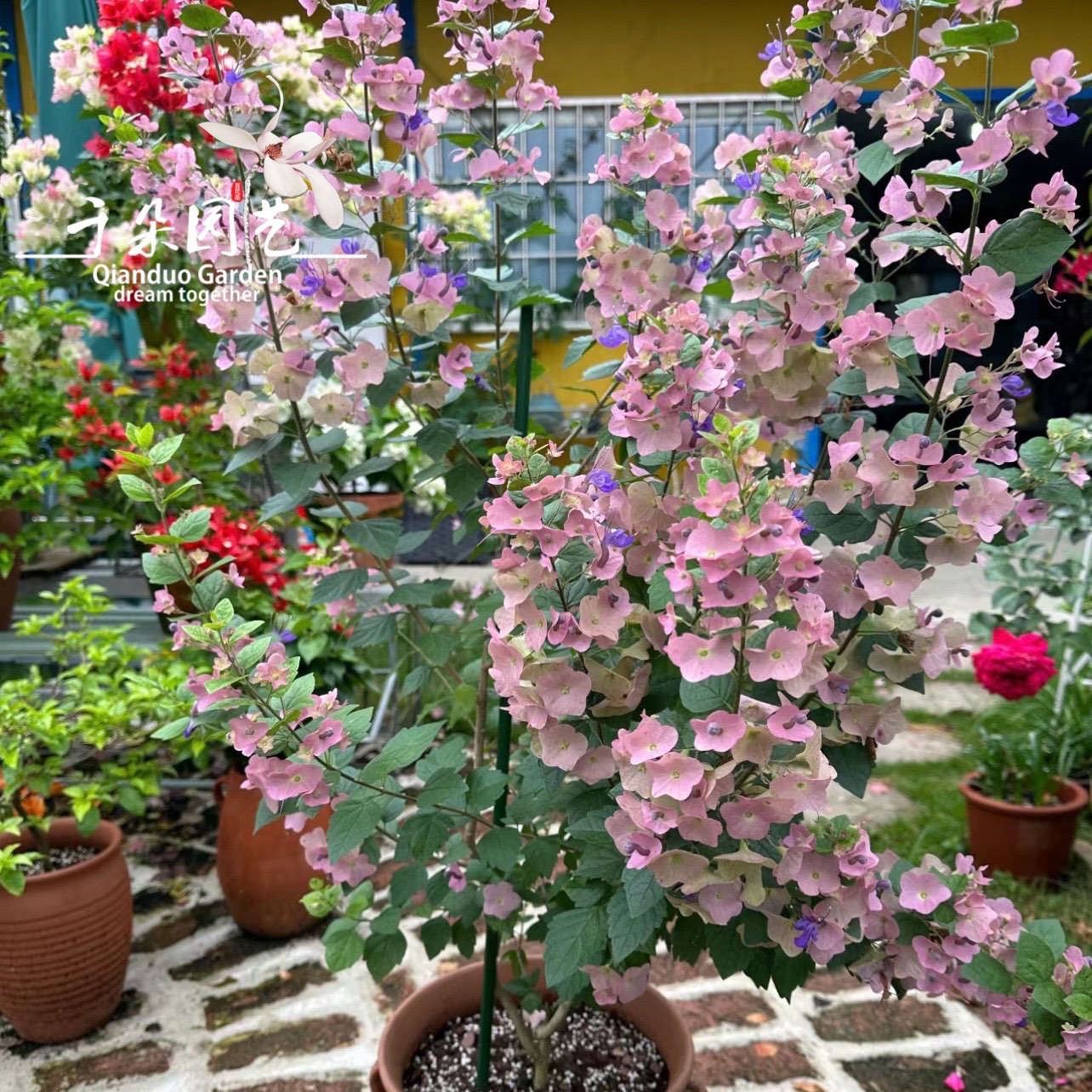 花期超长塔希提帽子花盆栽阳台庭院花卉常绿灌木室外绿植粉苞冬红