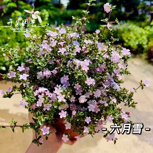 粉花金边六月雪盆栽大苗耐热耐寒户外花镜植物阳台花卉好养耐晒