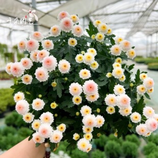朱玉之卵盆栽大苗带花耐热耐寒宿根菊花耐阴好养庭院植物阳台花卉