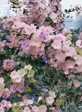 花期超长塔希提帽子花盆栽阳台庭院花卉常绿灌木室外绿植粉苞冬红