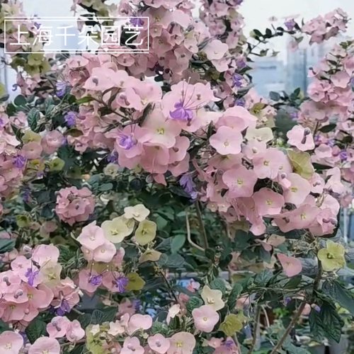 花期超长塔希提帽子花盆栽阳台庭院花卉常绿灌木室外绿植粉苞冬红