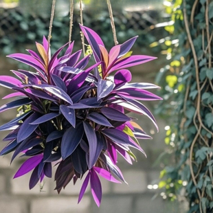 紫竹梅盆栽鸭跖草吊兰垂吊花卉紫叶草室内阳台植物花园净化空气