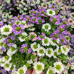 草海桐海藻桐盆栽蓝扇花耐热耐晒植物室内阳台户外花卉垂吊多年生