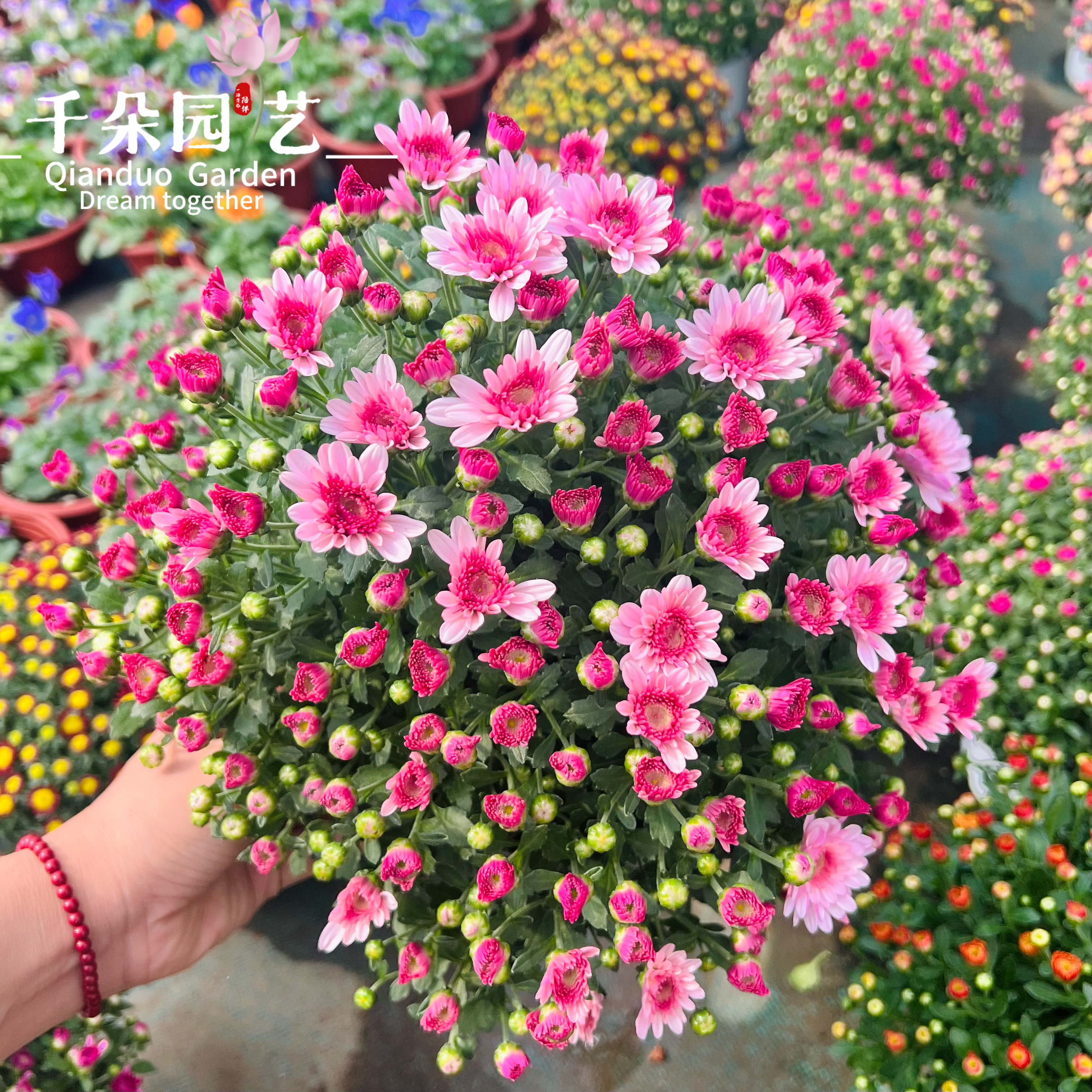 菊花盆栽雏菊荷兰姬小菊花期长千头菊球菊大花苗带花阳台庭院植物