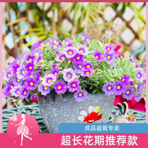 矮牵牛盆栽百万小玲舞春花小铃多季开花植物苗带花花期长好养花卉