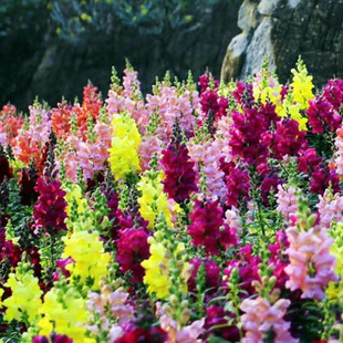 姬金鱼草盆栽带花马里兰花卉阳台庭院耐寒植物金鱼花好养的年宵