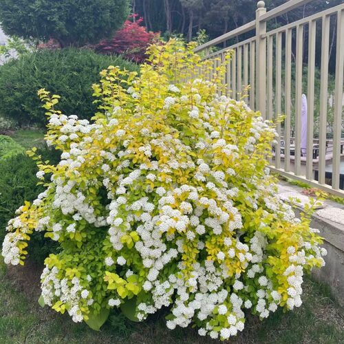黄金喷泉菱叶绣线菊盆栽庭院耐热耐寒耐半阴大苗阳台花卉花镜植物
