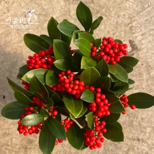 荷兰进口红玉珠盆栽带花苞大红果室内植物四季常绿好养年宵礼花卉