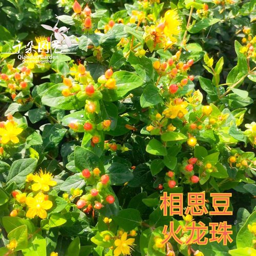 相思豆火龙珠盆栽大苗耐热耐寒庭院灌木阳台花卉多年生植物金丝桃