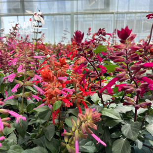 超级一串红盆栽苗庭院户外耐寒耐热花镜植物长穗鼠尾草花绿植耐旱