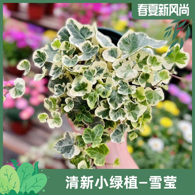 常春藤雪莹盆栽日本网红植物锦化耐阴耐寒室内爬藤造型观叶绿植