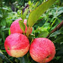 云南西北勒小苹果蒙自野生苹果冰糖心新鲜水果当季 原生态水果 应季