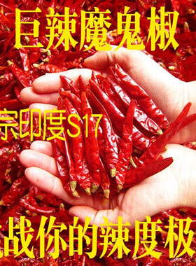 【魔鬼辣印度s17】特辣变态辣印度椒魔鬼椒超辣椒粉面红干辣椒段