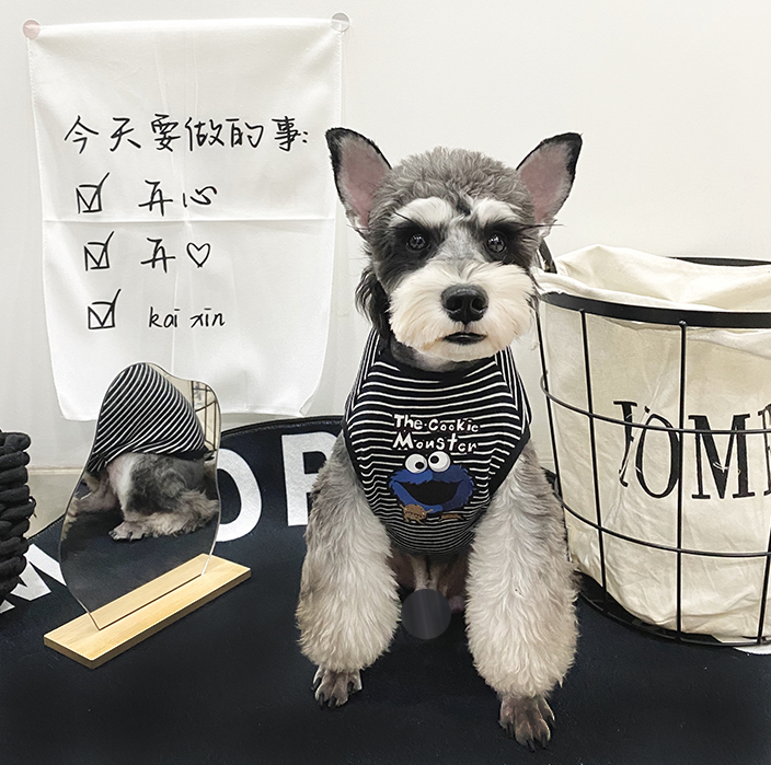 潮牌猫咪剃毛衣服英短蓝猫猫猫狗狗宠物衣服春秋可爱防掉毛针织