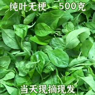 500克 新鲜枸杞叶枸杞菜煮汤枸杞嫩叶蔬菜纯叶子农家肥种植