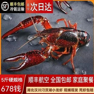 5斤678钱 鲜活小龙虾新鲜活虾湖北清水龙虾特大青红壳小龙虾