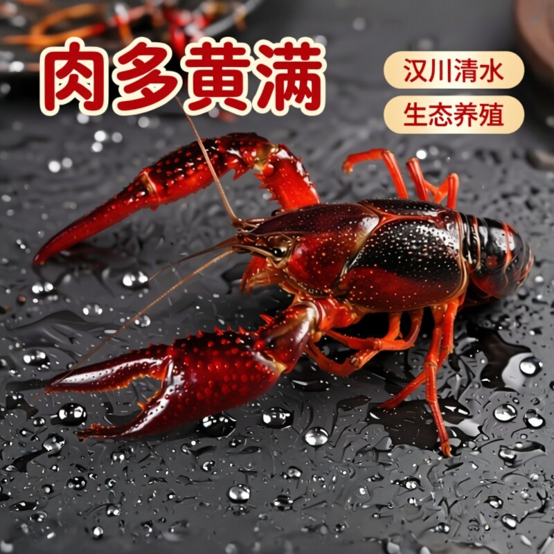 1.1两炮头5斤鲜活湖北小龙虾