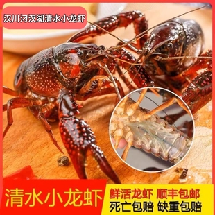 3斤 6钱小龙虾鲜活汉川汈汊湖现捞现发淡水清水现捕现发顺丰包邮