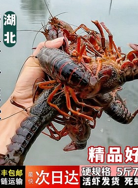 湖北鲜活小龙虾特大3斤5斤活虾